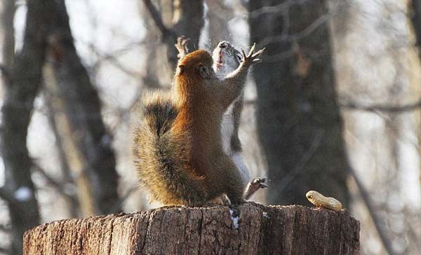 ΔΕΙΤΕ: Μονομαχία δύο σκίουρων για… ένα φιστίκι!