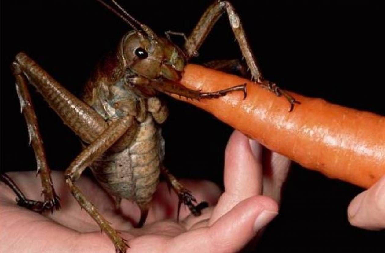 Το μεγαλύτερο έντομο που έχει βρεθεί ποτέ (pics)