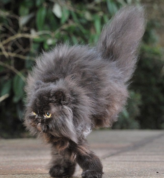 Μάθημα ζωής από τον γάτο: Έχει δύο πόδια και είναι «τρισευτυχισμένος»!