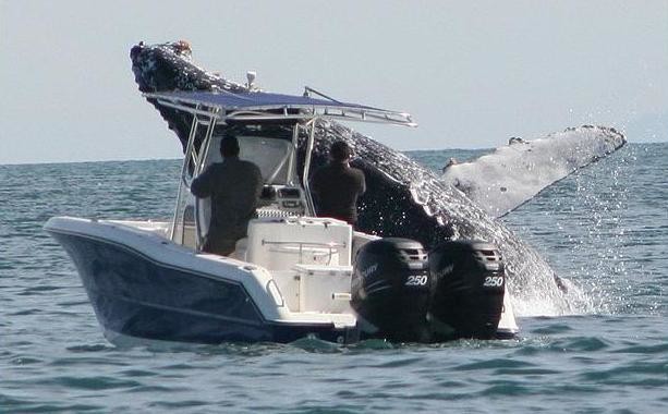 Απίστευτες φωτογραφίες: Φάλαινα βουλιάζει ένα ψαροκάικο (pics)