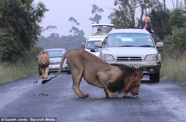 Παιχνιδιάρικα λιοντάρια προκάλεσαν... μποτιλιάρισμα (pics)
