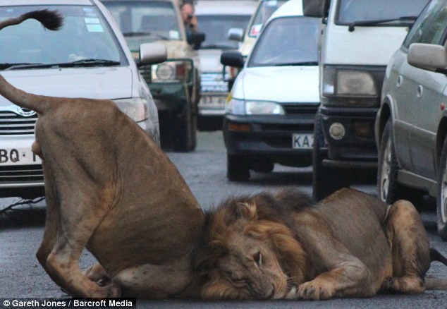 Παιχνιδιάρικα λιοντάρια προκάλεσαν... μποτιλιάρισμα (pics)