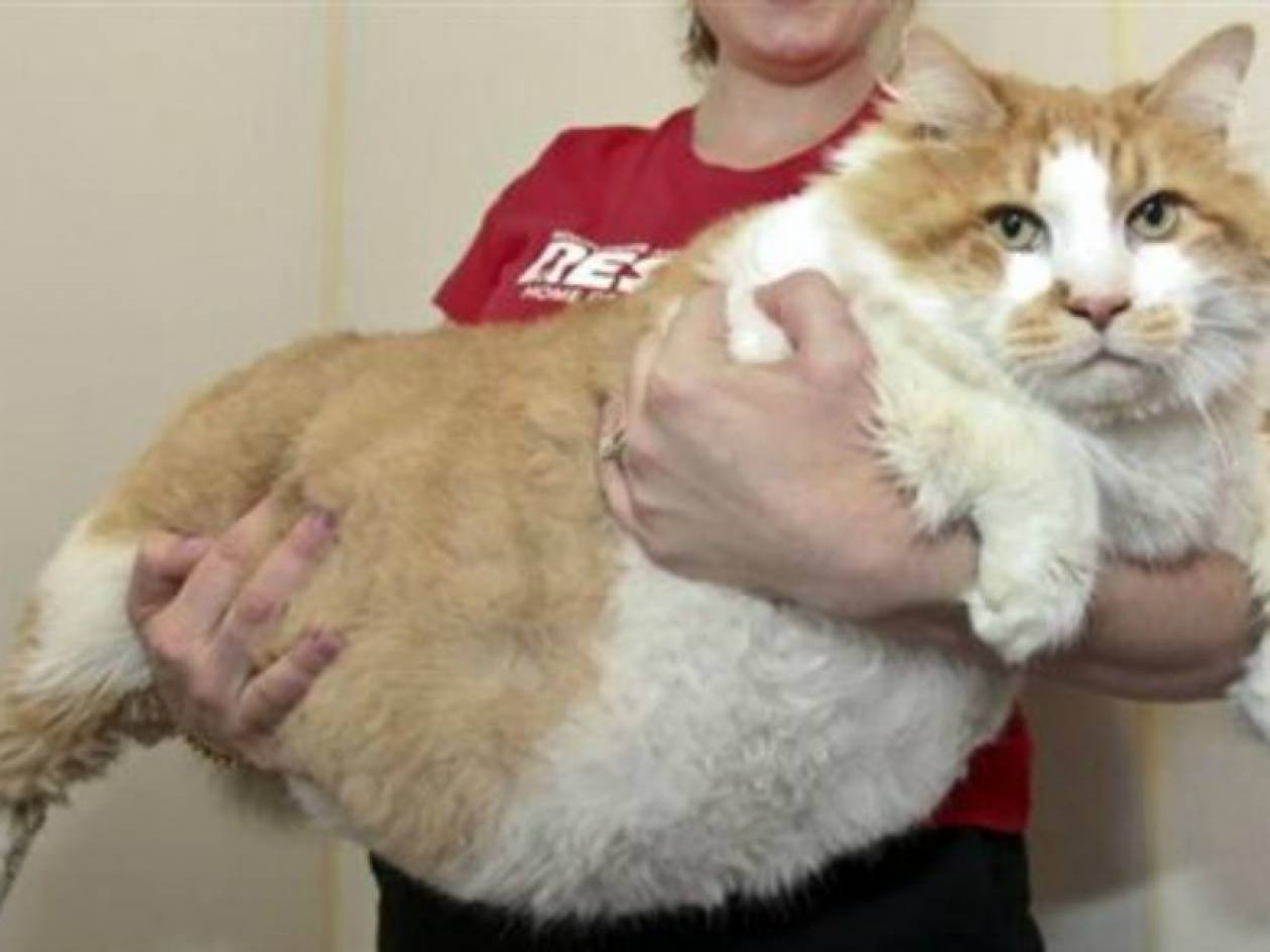 O πιο χοντρός γάτος του κόσμου