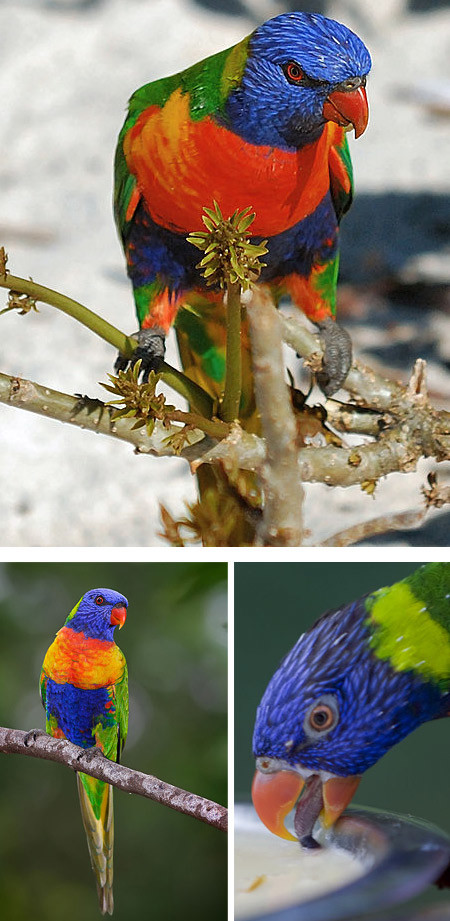 12 εκπληκτικά εξωτικά πουλιά (pics)