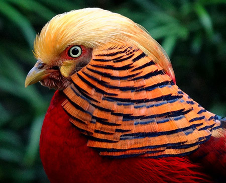 12 εκπληκτικά εξωτικά πουλιά (pics)
