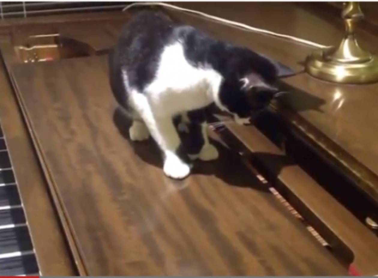 Βίντεο: Δείτε την αντίδραση μίας γάτας στο άκουσμα μουσικών νοτών!