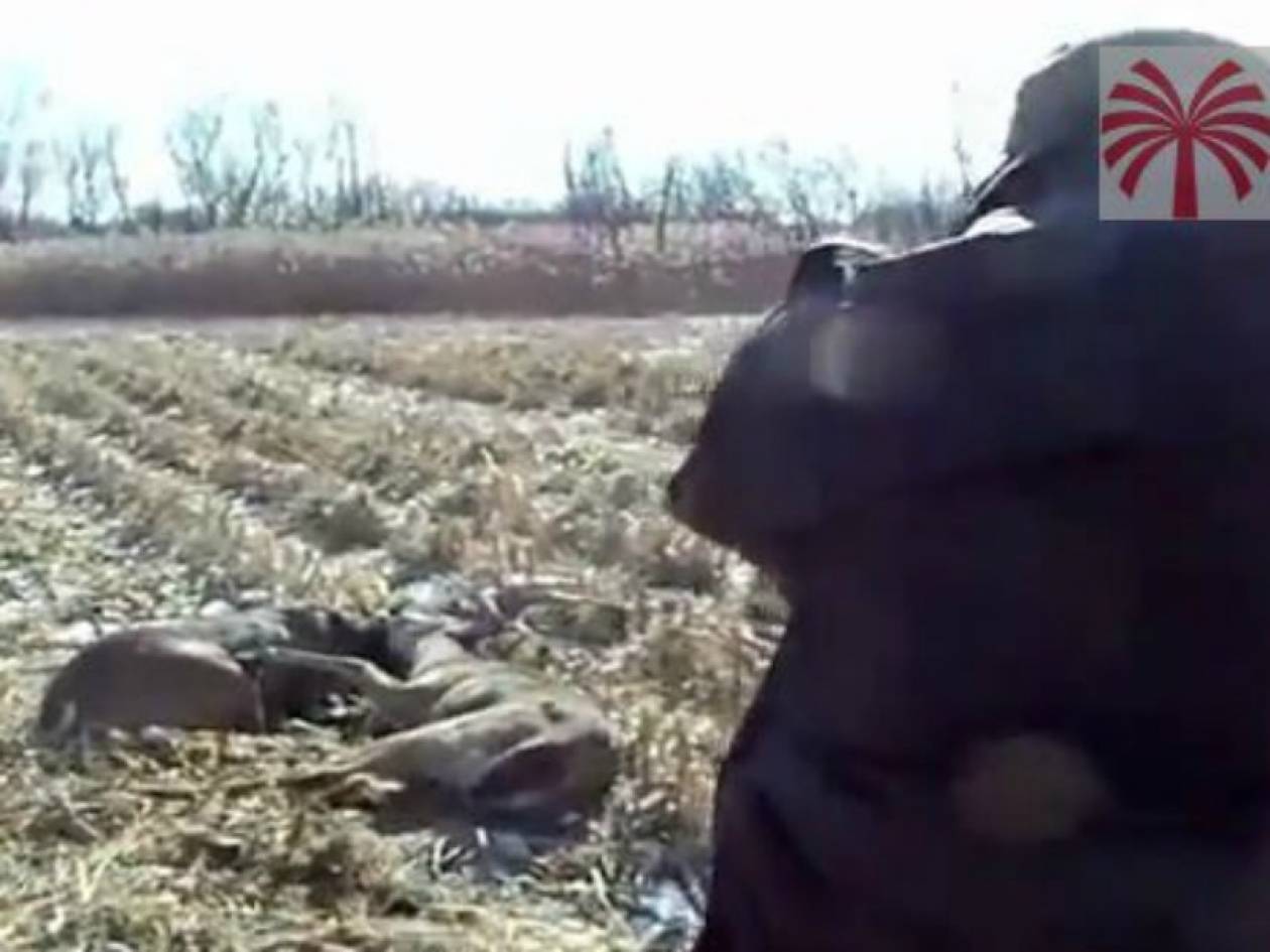Βίντεο: Αστυνομικός πυροβολεί ελάφια για να πάψουν να τσακώνονται