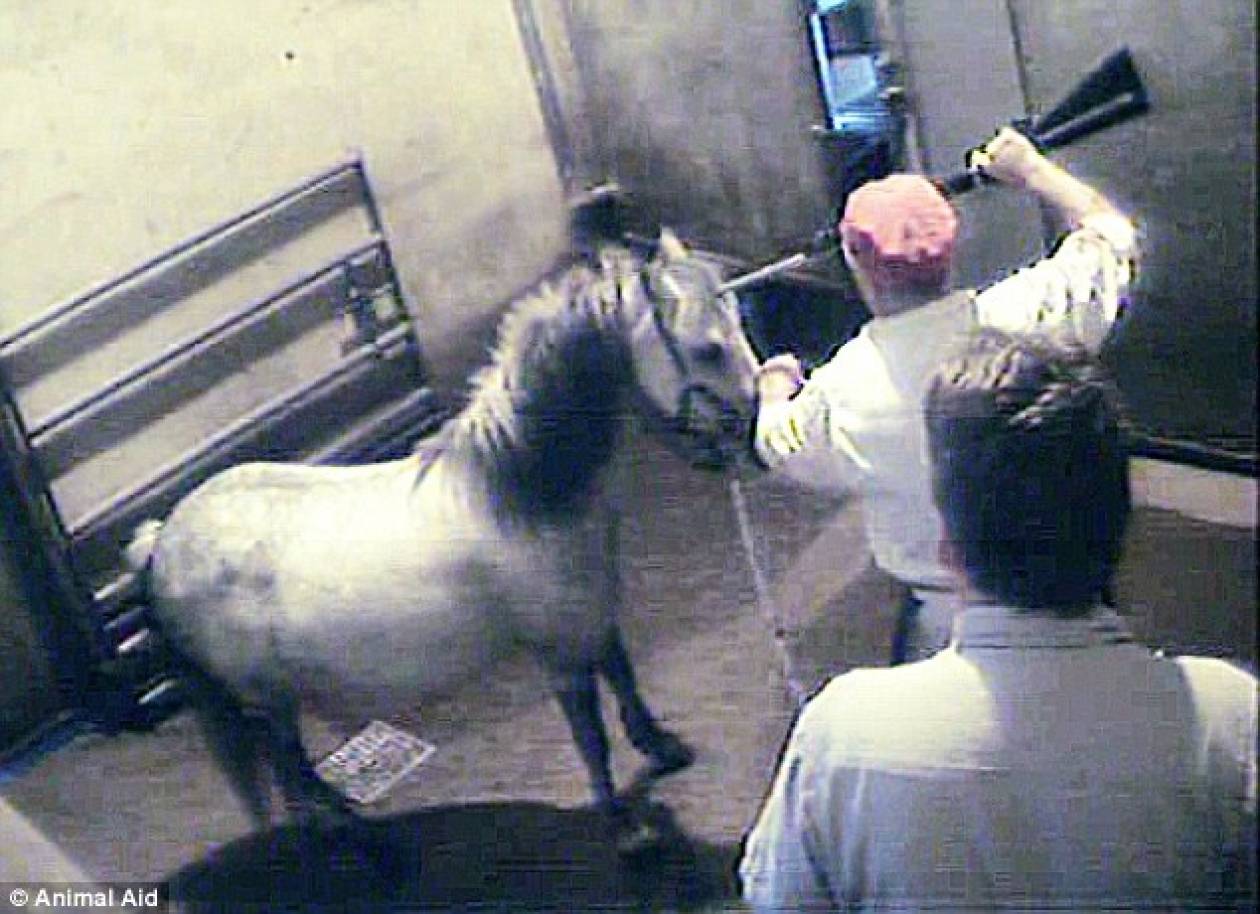 Εικόνα που ΣΟΚΑΡΕΙ: Έτσι σκότωναν τα άλογα στα σφαγεία της Βρετανίας