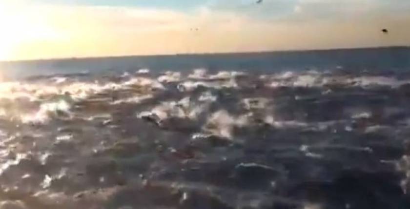 Το βίντεο με τα 100.000 δελφίνια που σαρώνει στο διαδίκτυο
