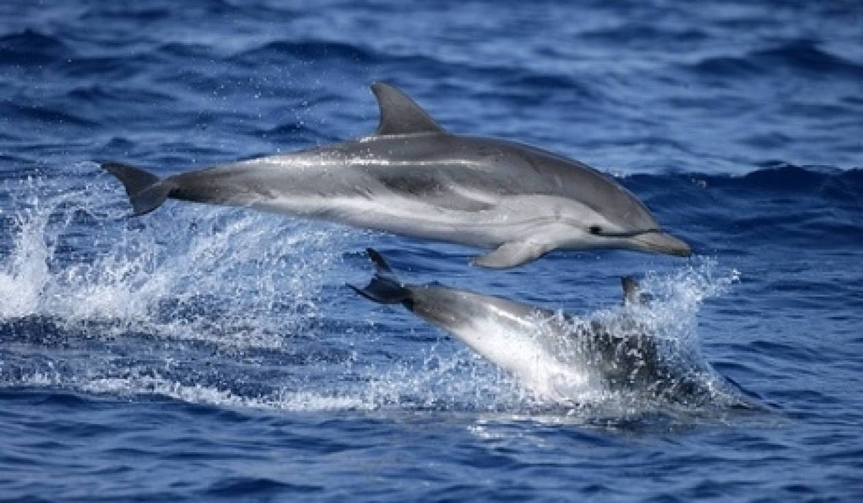 Απίστευτο! Τα δελφίνια επικοινωνούν μεταξύ τους καλώντας με το όνομα