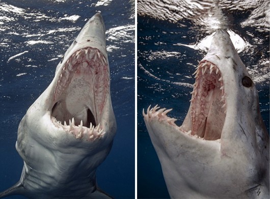ΑΠΙΣΤΕΥΤΕΣ ΦΩΤΟΓΡΑΦΙΕΣ: Τα σαγόνια του καρχαρία …κανονικότατα!