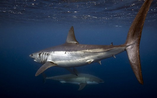 ΑΠΙΣΤΕΥΤΕΣ ΦΩΤΟΓΡΑΦΙΕΣ: Τα σαγόνια του καρχαρία …κανονικότατα!