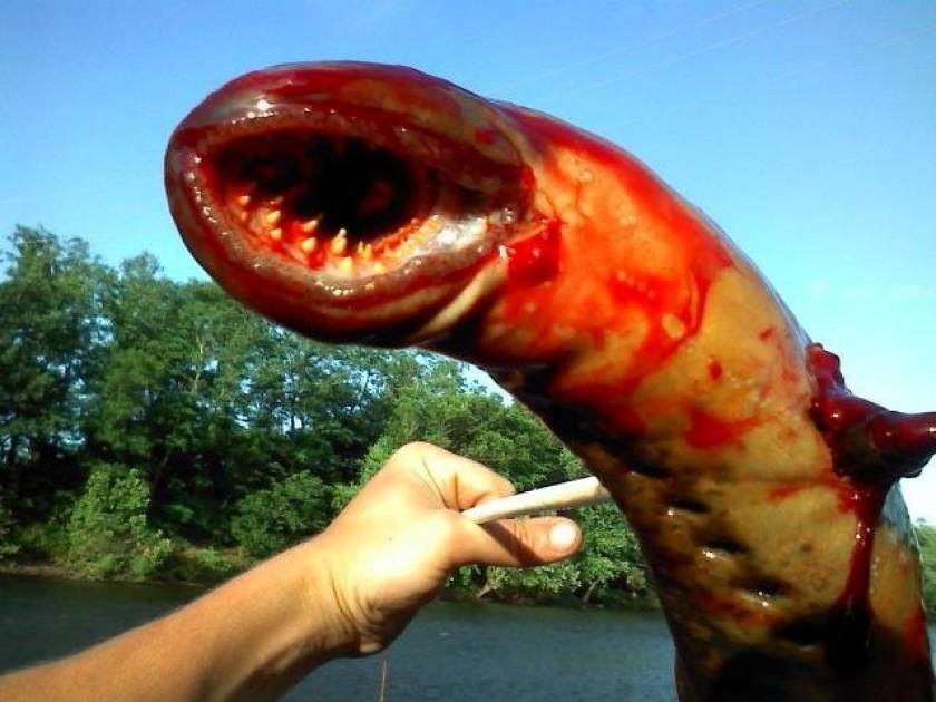 Απίστευτο: Δείτε το περίεργο πλάσμα που ψάρεψαν σε ποτάμι