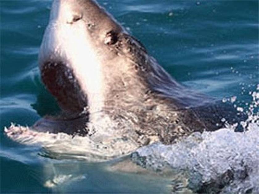 Κυνήγι καρχαρία-δολοφόνου στη Νέα Ζηλανδία