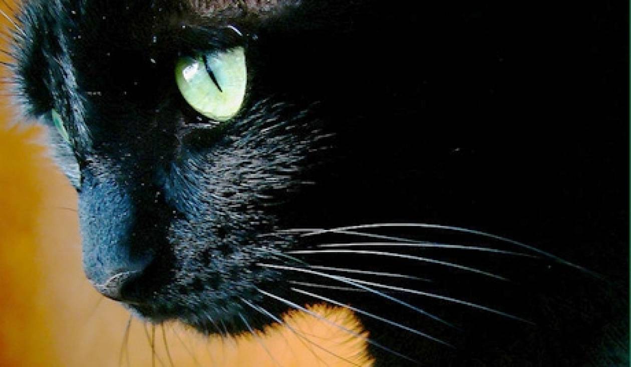 Ρώσος επιστήμονας θέλει να παντρέψει... την γάτα του με 5 αυτιά