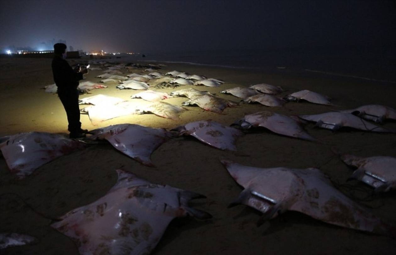 Δεκάδες σαλάχια ξεβράστηκαν σε παραλία της Γάζας