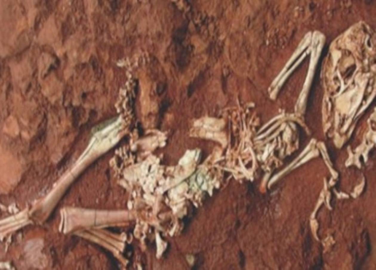 Aνακάλυψαν σκελετό από δεινόσαυρο-μινιατούρα