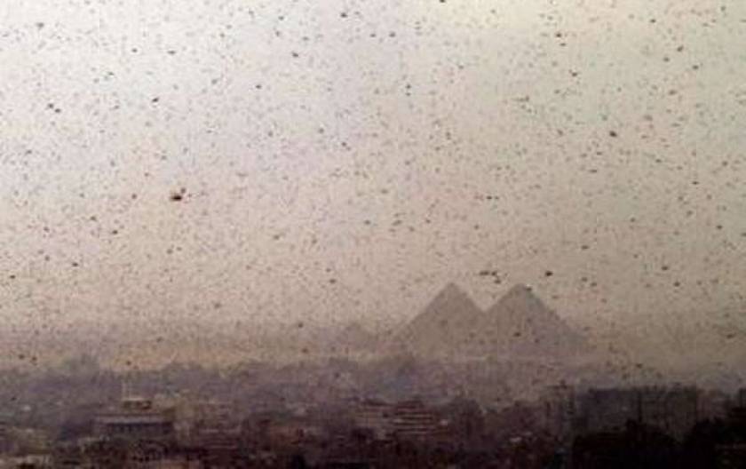 Βίντεο-ΣΟΚ: Επιδρομή εκατομμυρίων ακρίδων στην Αίγυπτο