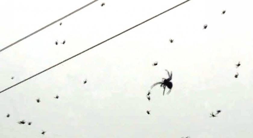 Βίντεο: Βροχή από αράχνες στη Βραζιλία!