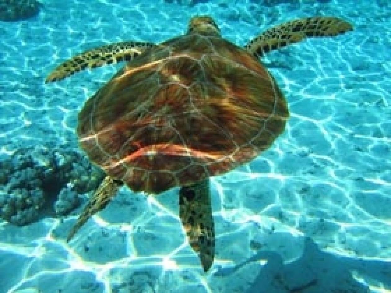 Τέσσερις νεκρές θαλάσσιες χελώνες σε μια μέρα στην Πρέβεζα!