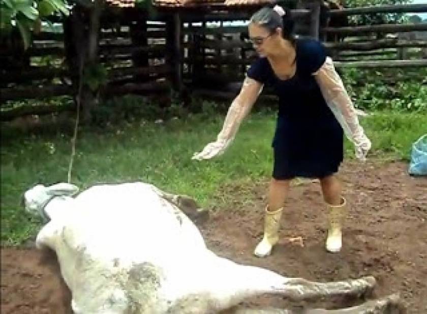 Βίντεο: Γιατί δεν πρέπει ποτέ να αγγίζετε μια αγελάδα όταν γεννάει