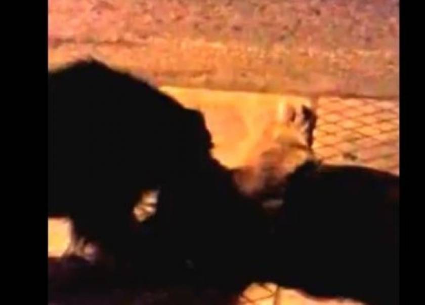 Σκύλος κλαίει για την «κολλητή» του που χτυπήθηκε στο δρόμο (βίντεο)