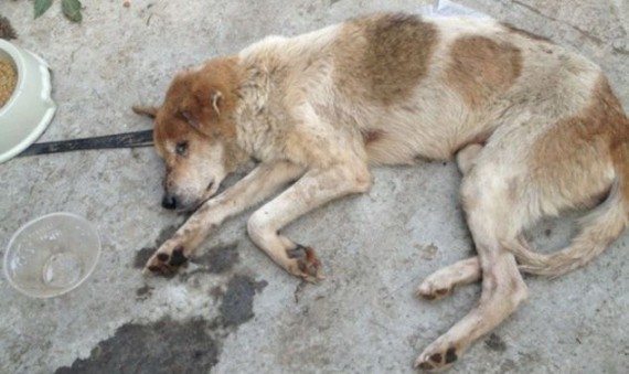 ΣΟΚ: Έσωσαν σκυλάκια λίγο πριν τα σκοτώσουν για να τα μαγειρέψουν