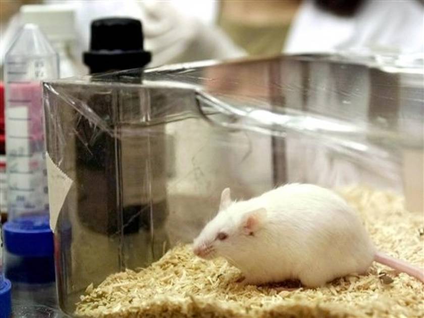 Eμφύτευσαν ανθρώπινα κύτταρα σε ποντίκια και έγιναν πιο έξυπνα