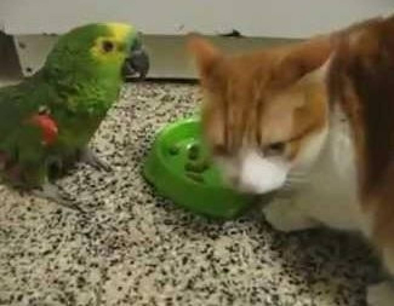 Δείτε τη μάχη παπαγάλου - γάτας για ένα πιάτο φαγητό (βίντεο)!