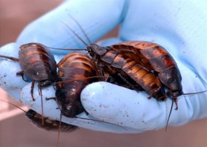 Οι κατσαρίδες θα επιβιώσουν μιας πυρηνικής καταστροφής;