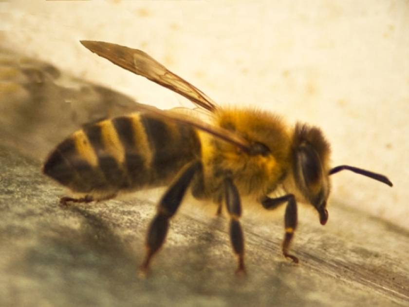 Το δηλητήριο της μέλισσας καταστρέφει τον ιό HIV!