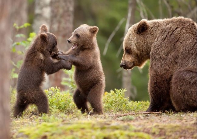 Αρκούδες πιάστηκαν στα... χέρια!