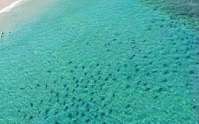 Βίντεο: Επιδρομή χιλιάδων καρχαριών στην Φλόριντα