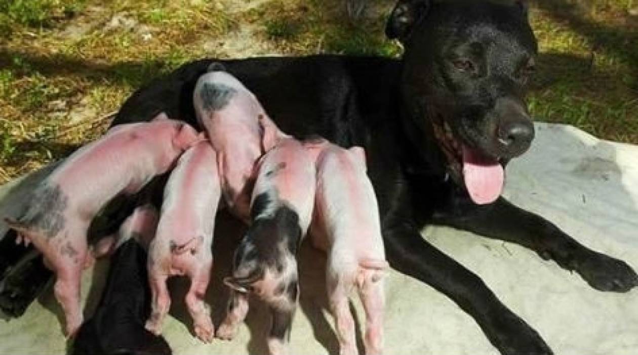 Συγκλονιστικές εικόνες: Σκυλίτσα θηλάζει νεογέννητα γουρουνάκια!