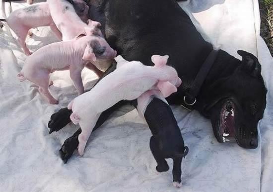 Συγκλονιστικές εικόνες: Σκυλίτσα θηλάζει νεογέννητα γουρουνάκια!