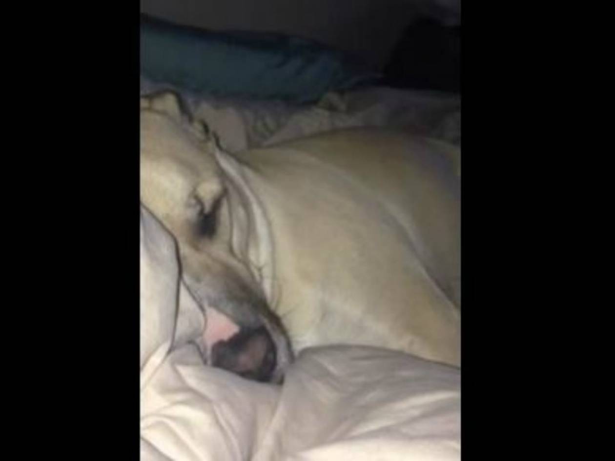 Το βίντεο που σαρώνει: Σκύλος ροχαλίζει σαν τον Ντόναλντ Ντάκ