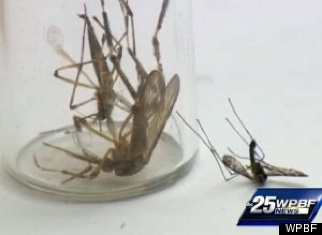 Κουνούπι-γίγας προκαλεί τρόμο στη Φλόριντα