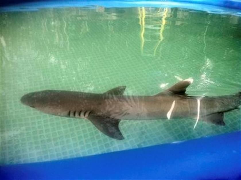Οργή για το θάνατο καρχαρία σε διαφημιστικό