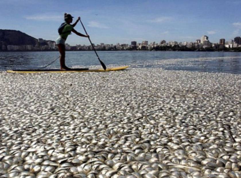 Βιβλικές εικόνες: Ξεβράστηκαν 65 τόνοι νεκρά ψάρια (pics)