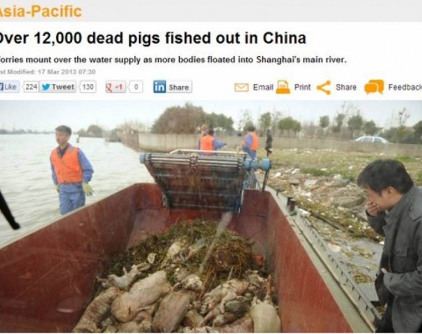 Ποταμός ξέβρασε 9.000 νεκρά γουρούνια