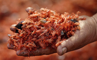 Χιλιάδες νεκρές γαρίδες σε ακτή της Χιλής (pics)