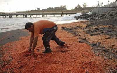 Χιλιάδες νεκρές γαρίδες σε ακτή της Χιλής (pics)