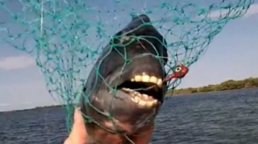 Έπαθε ΣΟΚ: Έπιασε ψάρι με ανθρώπινα δόντια!
