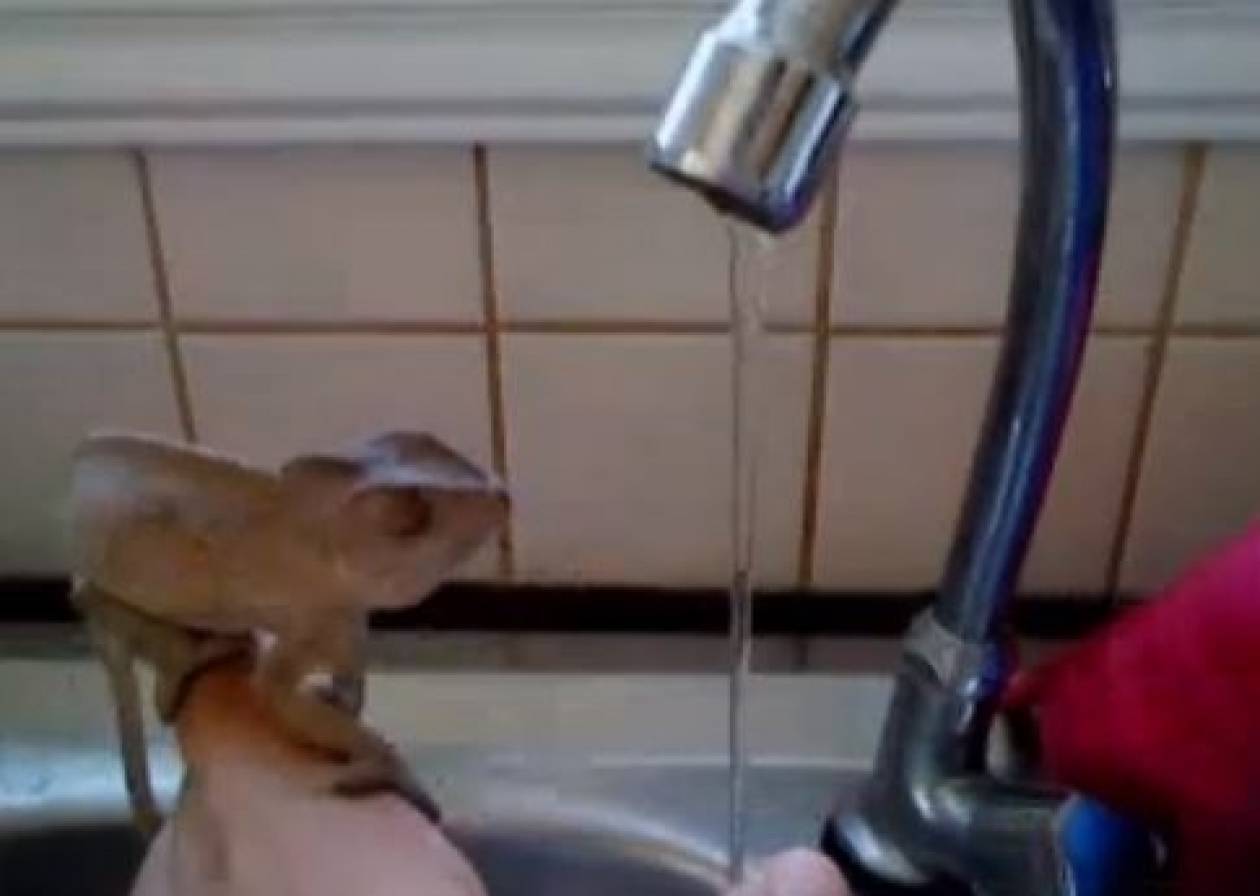 Βίντεο: Χαμαιλέοντας πλένει τα χέρια του στο νεροχύτη