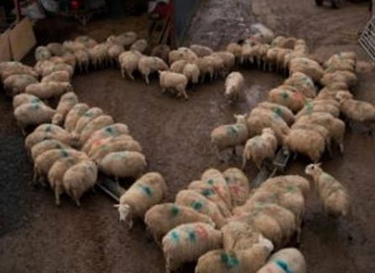 100 πρόβατα σε τέλειο σχηματισμό καρδιάς (pics)