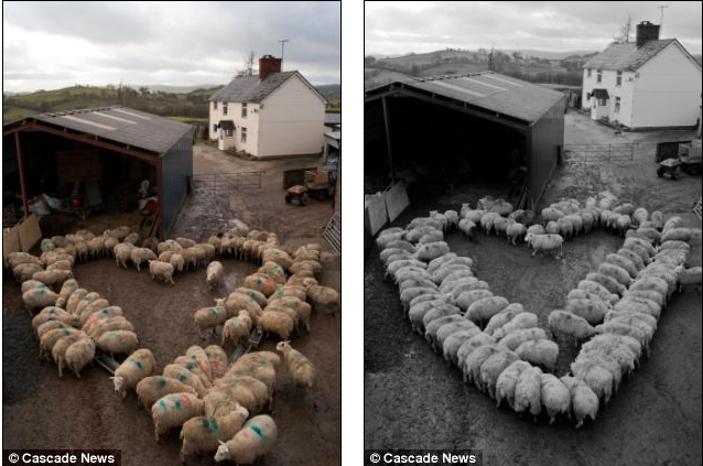 100 πρόβατα σε τέλειο σχηματισμό καρδιάς (pics)