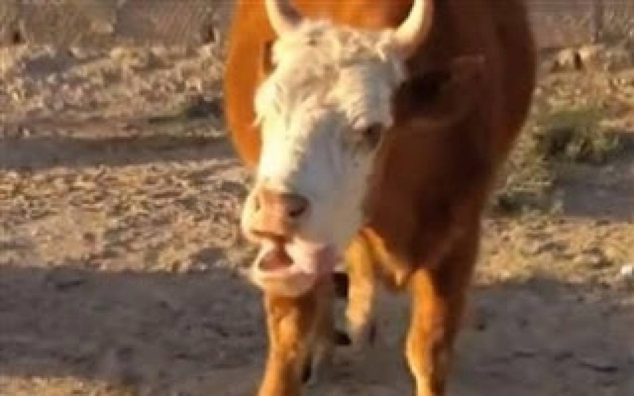 Βίντεο:Η αγελάδα που μιλάει