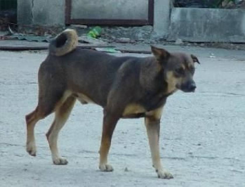 Ηλεία: Φρίκη με κρεμασμένο σκύλο στα Λεχαινά!