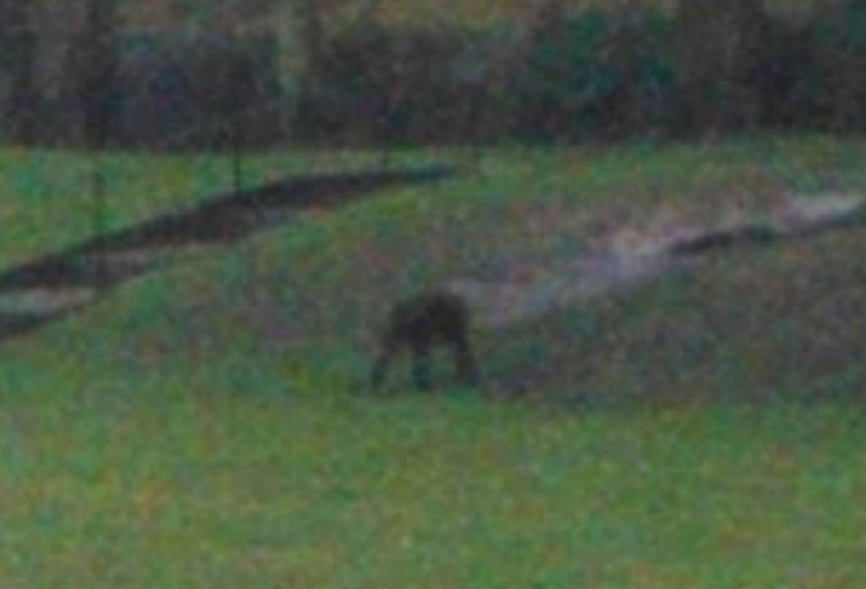 Περίεργο πλάσμα εμφανίστηκε σε πάρκο της Βρετανίας