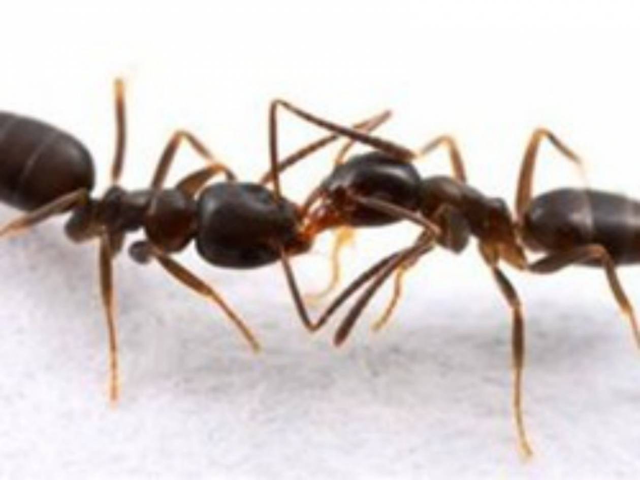 Ανέκδοτο: Τα μυρμήγκια...